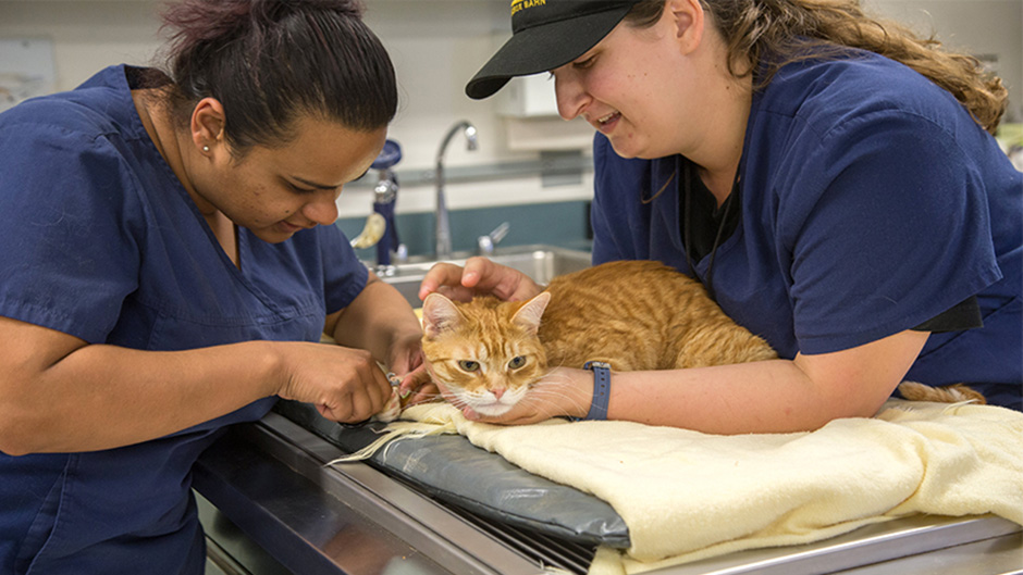 Two veterinary students helping a cat