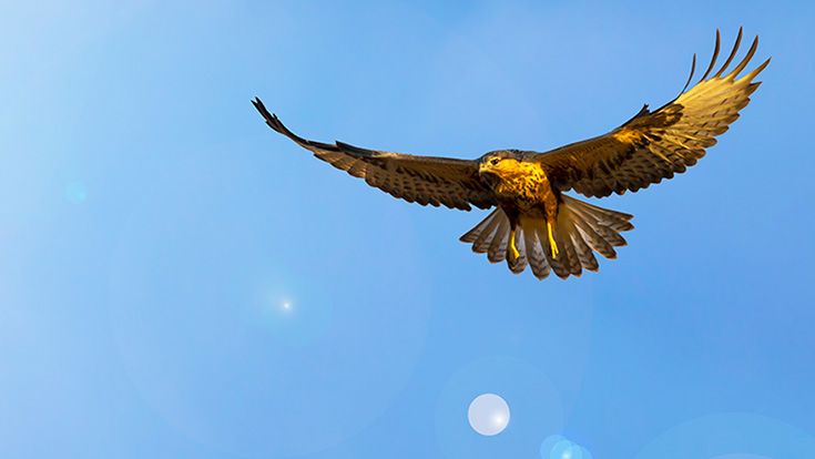 A hawk soaring in a blue sky