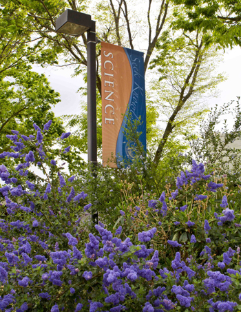 Pretty purple flowers surrounding the flag.