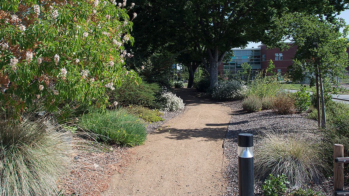 The Native Garden Project restored a portion of campus to its natural habitat