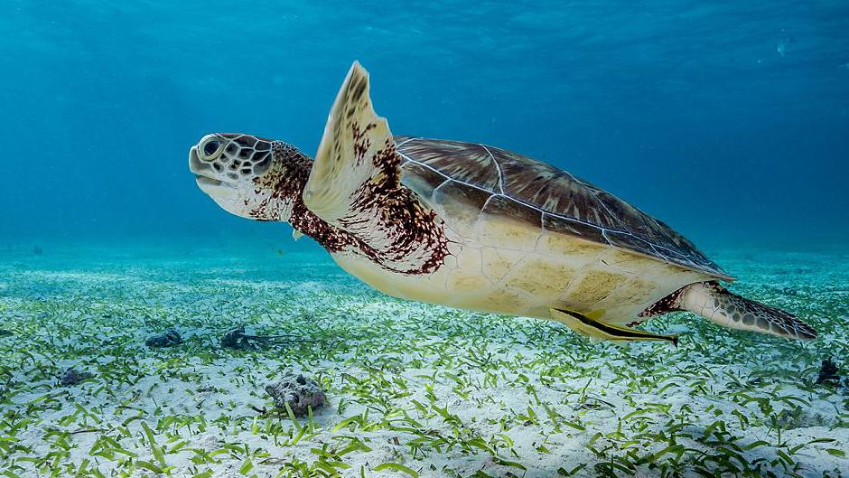 Sea turtle in Tanzania